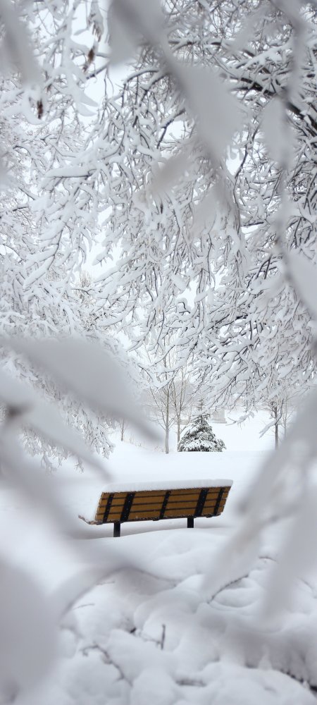 冬季 厚厚的大雪 银装素裹 风景手机壁纸