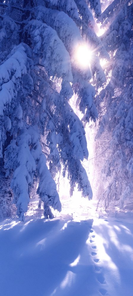 冬季厚厚的雪树林阳光风景手机壁纸