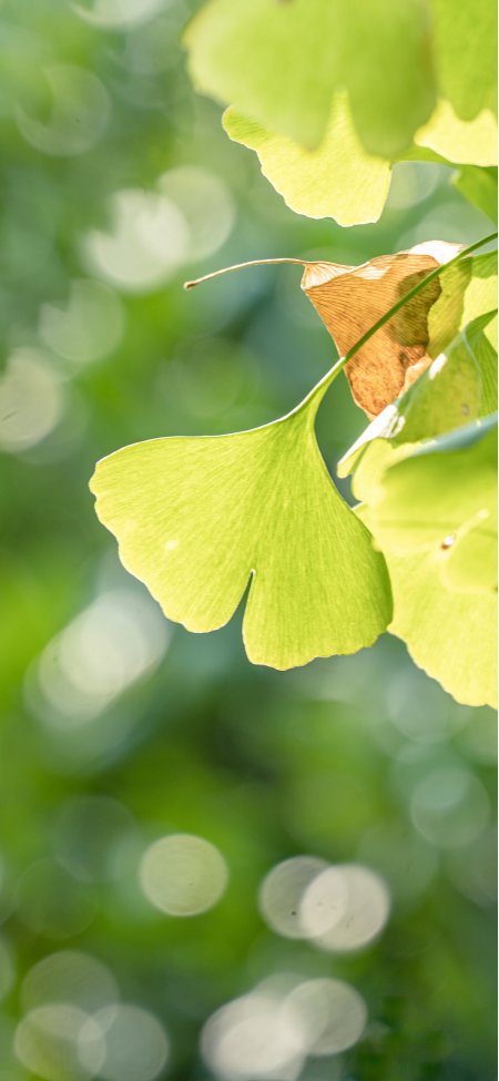 秋天的银杏叶护眼4k手机壁纸