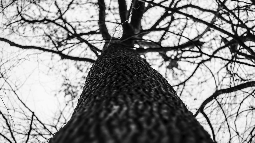 自然-树木-天空-单色-黑暗-摄影户外壁纸