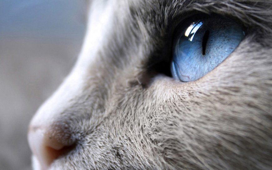 猫猫 蓝眼 高清壁纸