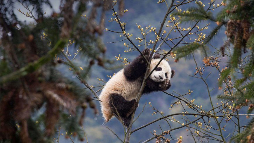熊猫 树 自然 动物