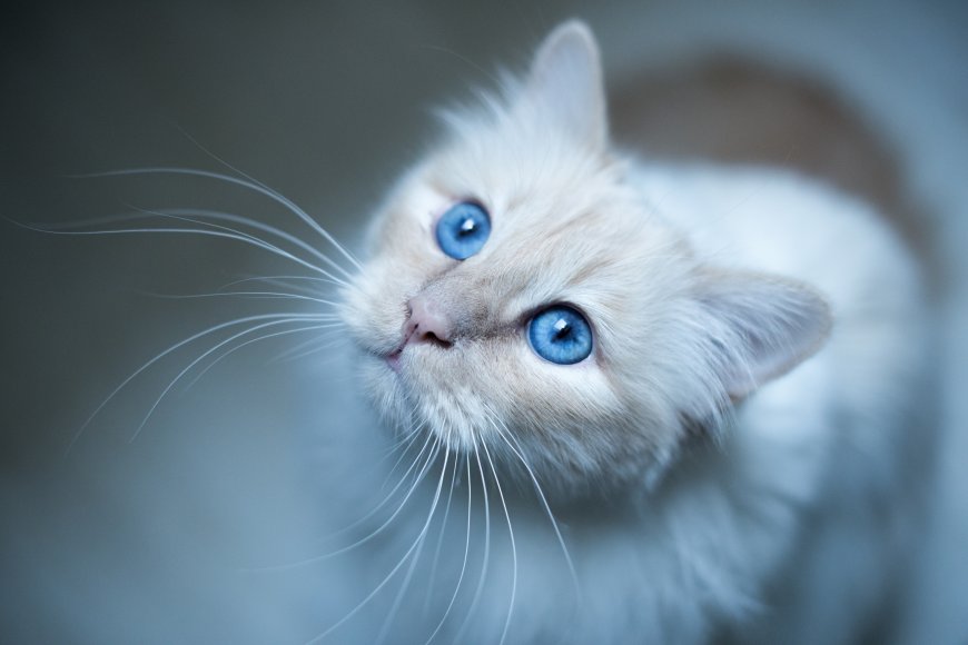 蓝眼睛 猫 动物 哺乳动物 动物的眼睛