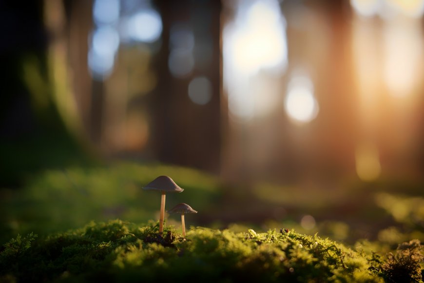 自然 草 植物 蘑菇 微距 摄影 景深