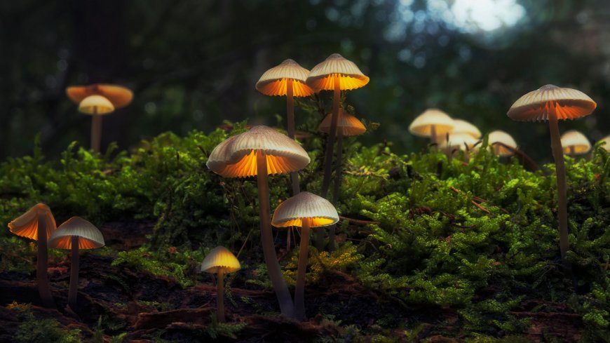 蘑菇 自然 森林 苔藓特写壁纸