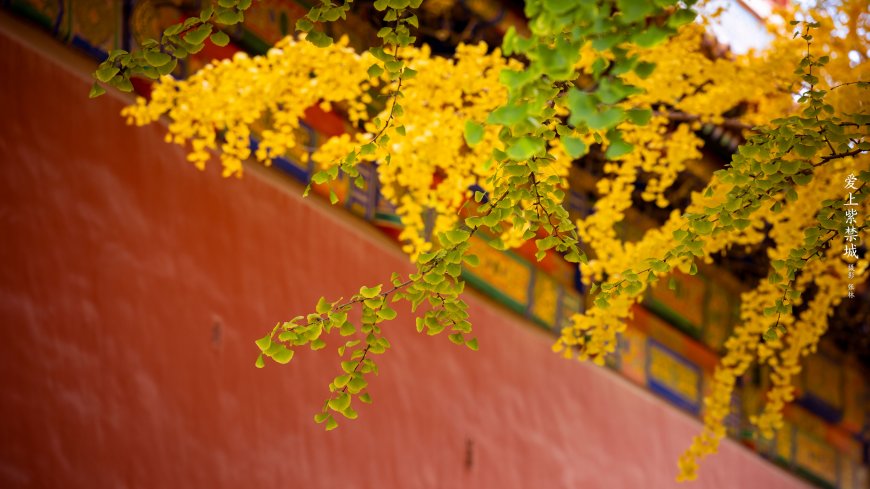红墙 银杏壁纸