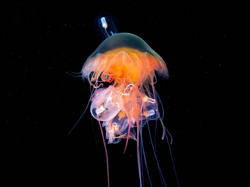 彩色水母黑色背景2K 电脑壁纸