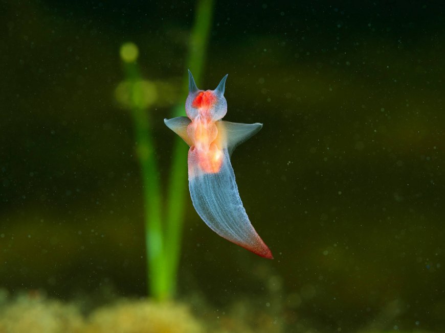 透明海蛞蝓绿色背景 2K 电脑壁纸