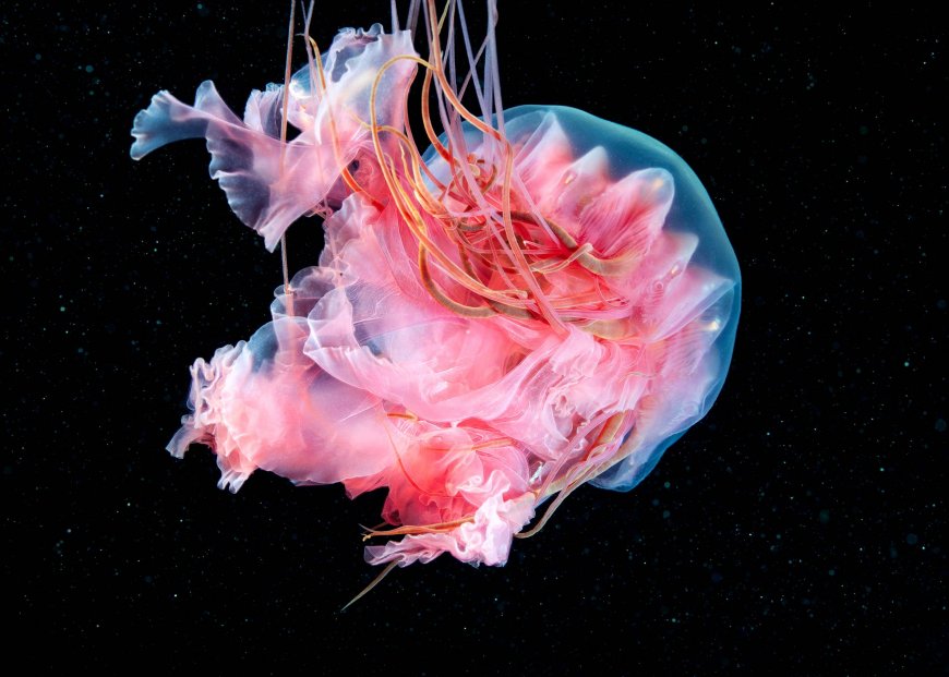 粉色水母黑色背景 2K 电脑壁纸