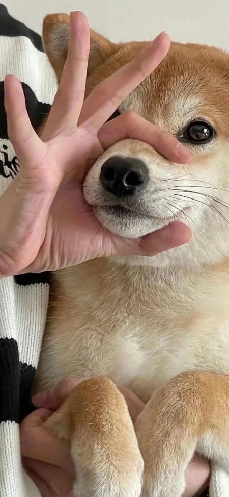柴犬与手互动萌趣壁纸
