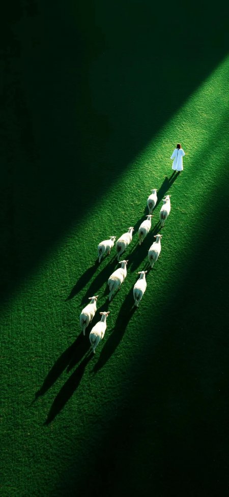 草原牧羊光影艺术风手机壁纸