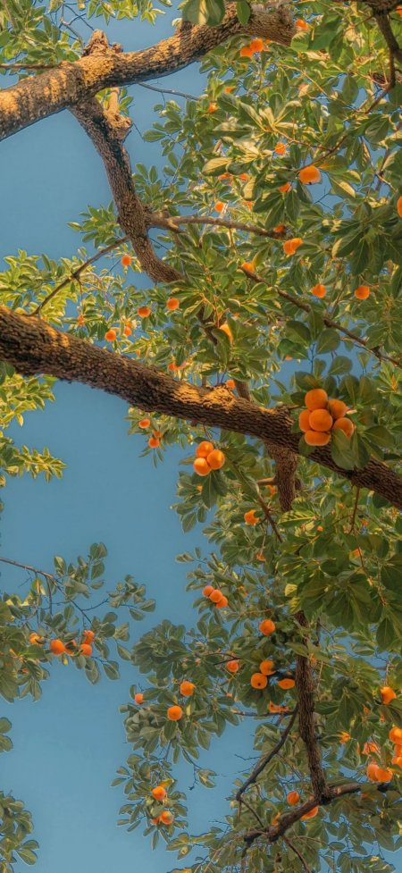 柿子树果实累累风景风手机壁纸