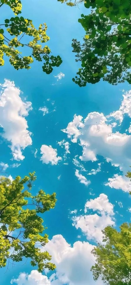 清新蓝天绿树手机壁纸