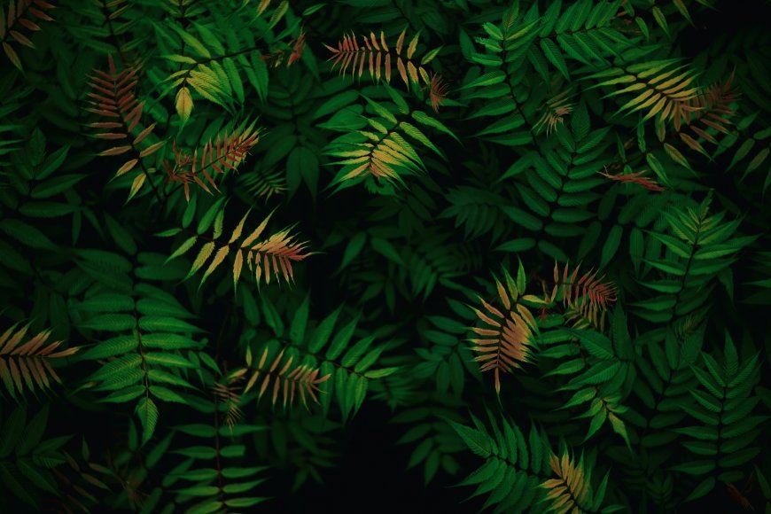 绿色蕨类 植物特写 自然纹理电脑壁纸