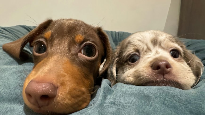 萌系小狗贴脸特写 4K 治愈系电脑壁纸