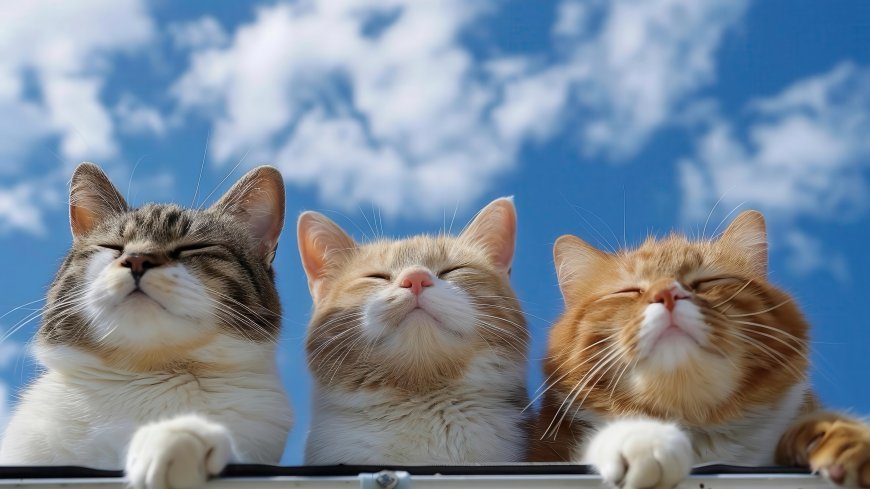 蓝天背景三只猫咪 4K 治愈系电脑壁纸