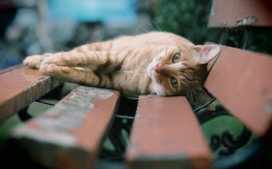 橘猫慵懒躺卧长椅 治愈系萌宠电脑壁纸