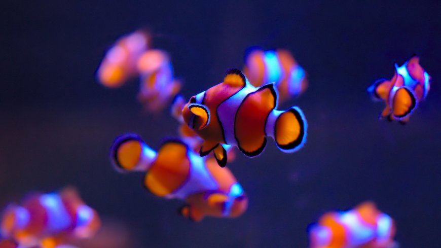 小丑鱼·梦幻霓虹海洋风 治愈系 电脑壁纸精选
