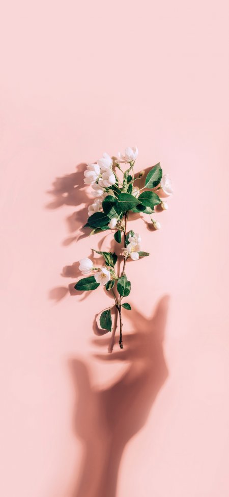 白苹果花粉色背景清新花卉手机壁纸