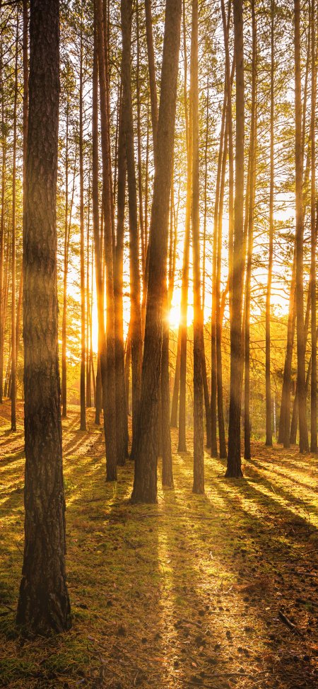金色阳光森林丁达尔效应自然风景手机壁纸