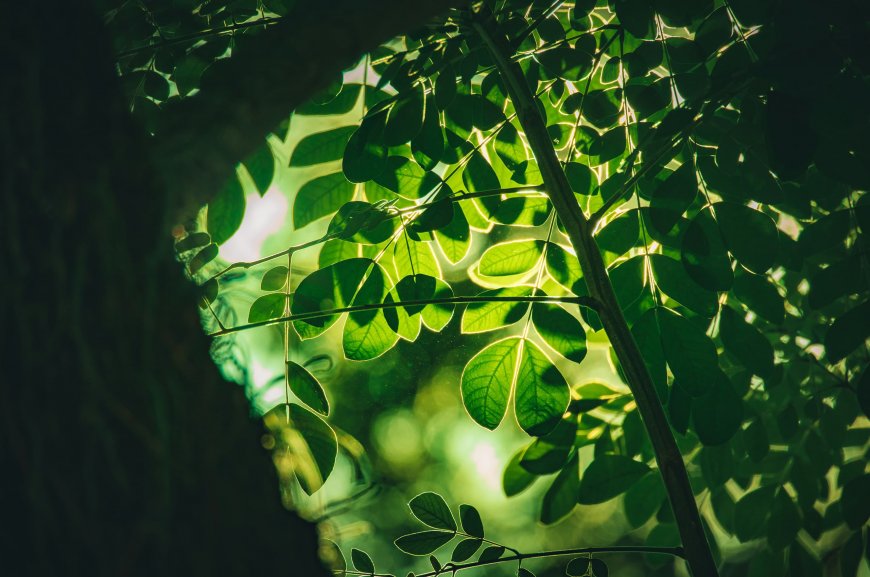 阳光穿透茂密树叶森林风景电脑壁纸
