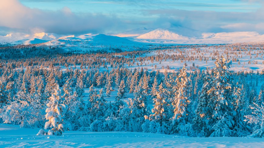冬季雪原8K超高清雪中森林电脑壁纸