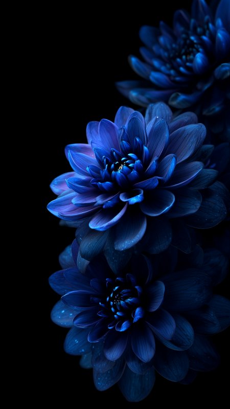 深蓝花卉特写暗黑背景梦幻写实手机壁纸