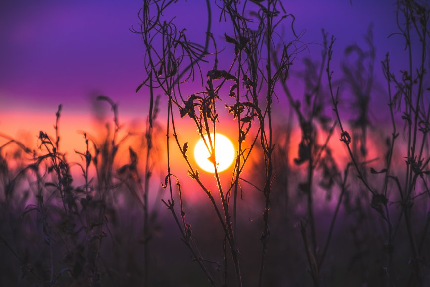 夕阳透过干枯草丛紫红渐变天空中的温暖落日 电脑壁纸