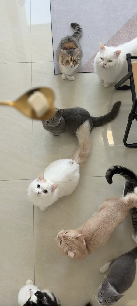 七只猫咪围聚米白灰奶油色温馨治愈居家写实可爱活泼手机壁纸