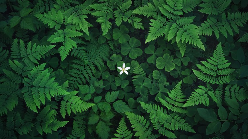 绿叶丛中白色小花自然植物俯拍电脑壁纸