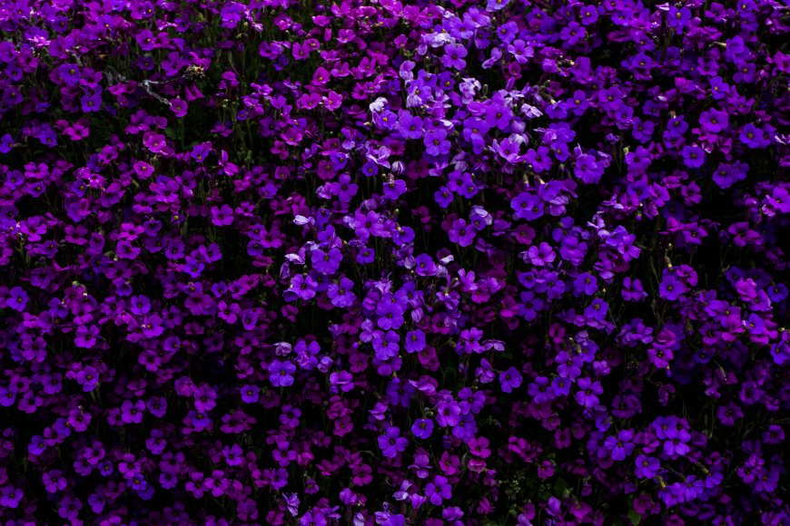 紫色花朵背景美丽花园电脑壁纸