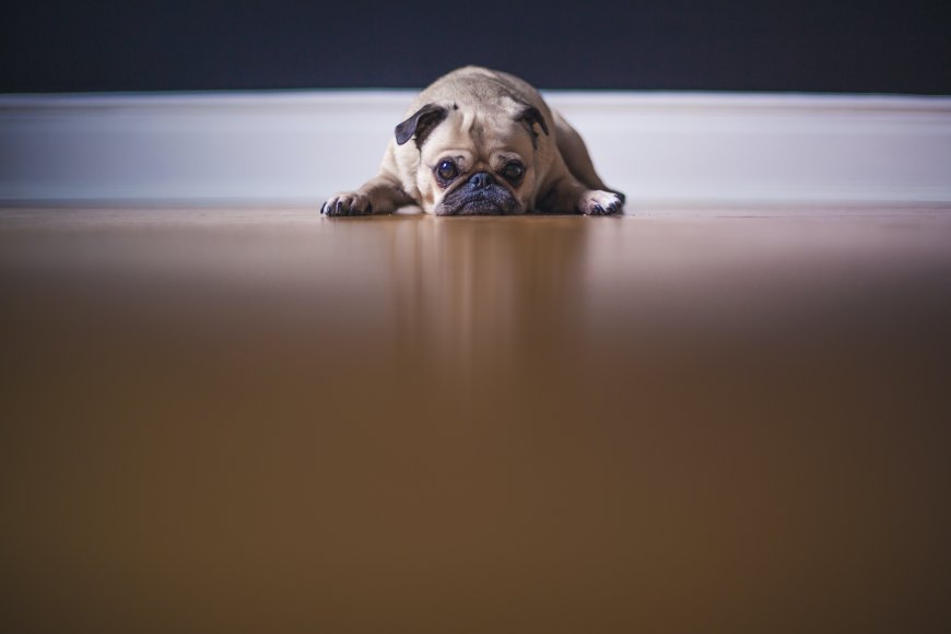 巴哥犬趴地板上凝视镜头简约室内光影效果电脑壁纸