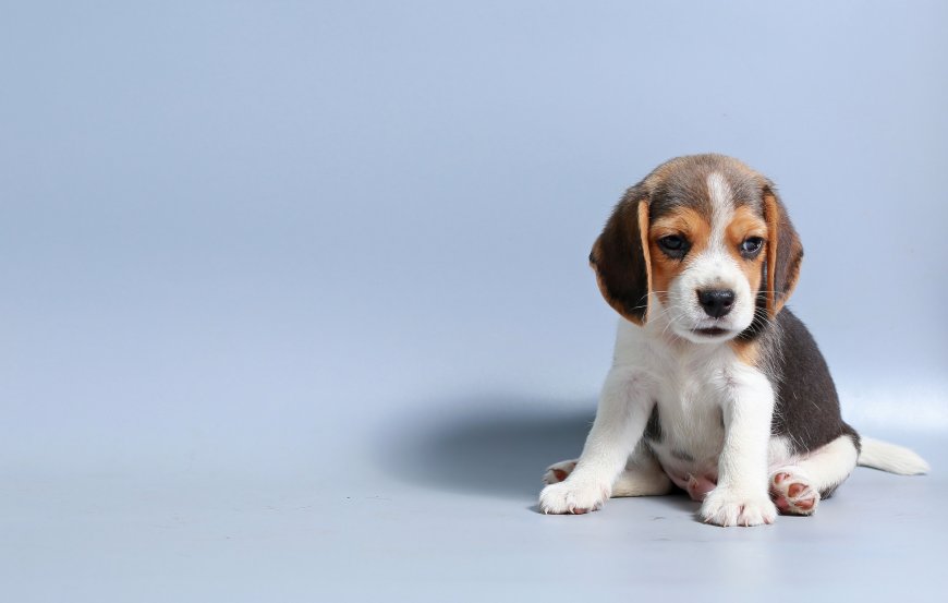 比格犬幼崽坐姿可爱三色毛发浅蓝背景宠物萌宠电脑壁纸