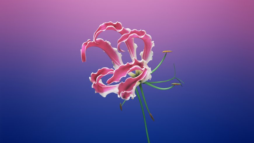粉色花瓣卷曲花蕊细节蓝紫背景花卉特写电脑壁纸