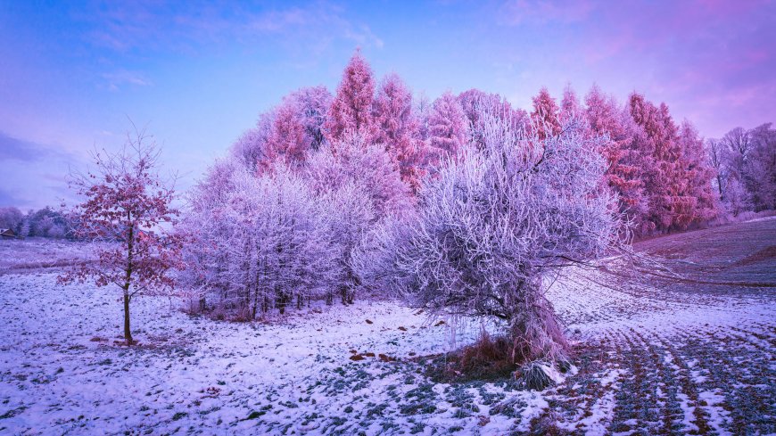 梦幻紫粉霜冻树林雪景电脑壁纸