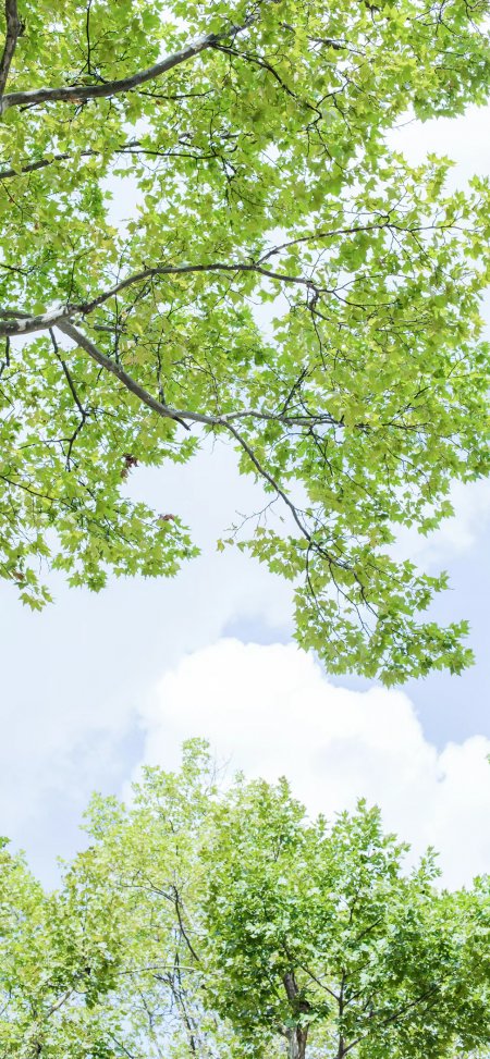 清新绿叶树枝仰拍蓝天白云自然风景手机壁纸