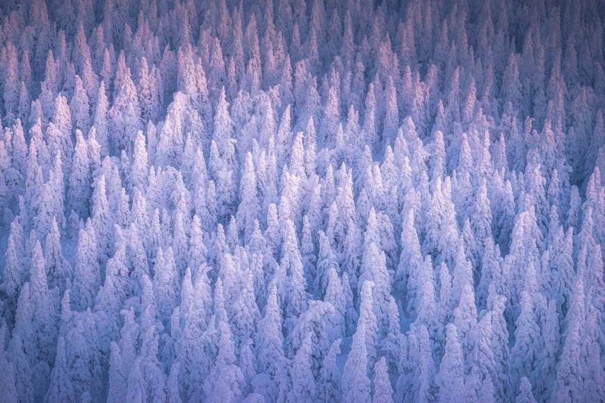 航拍雪林冰封树木冬季紫蓝色调自然景观风景电脑壁纸