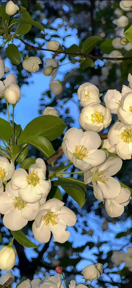 春日白海棠花枝繁茂蓝调背景手机壁纸