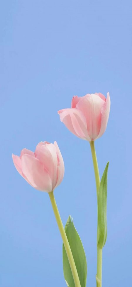 粉色郁金香蓝天背景清新自然手机壁纸