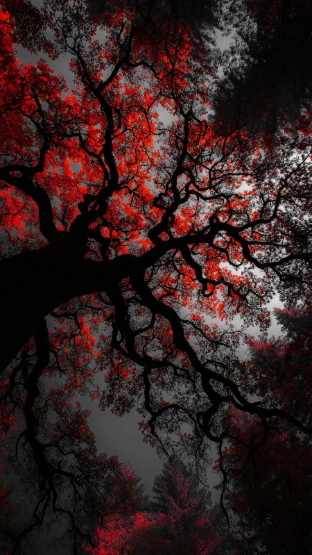 红叶黑枝森林仰视手机壁纸