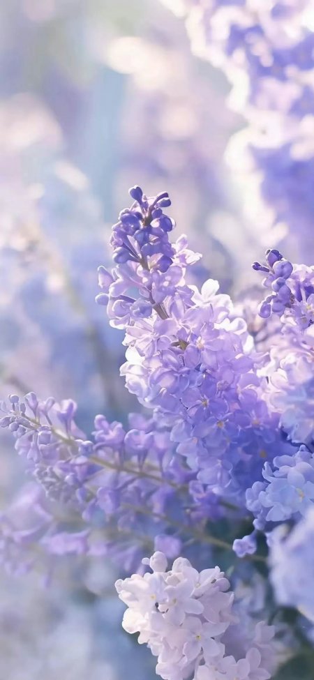 淡紫色丁香花簇春日柔光手机壁纸