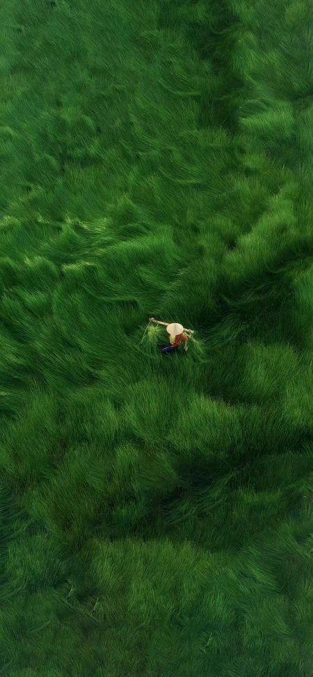 稻田农夫插秧俯拍绿色田园风光手机壁纸