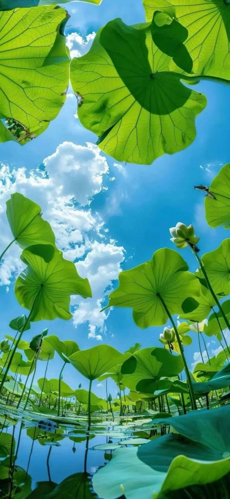 夏日荷塘碧叶映蓝天白莲绽放风景手机壁纸
