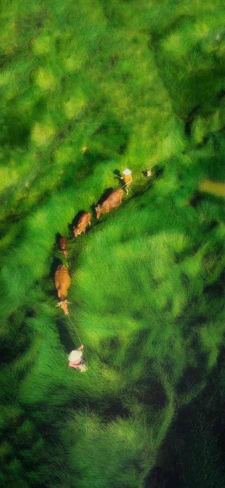 越南田园牧牛人航拍绿色稻田手机壁纸