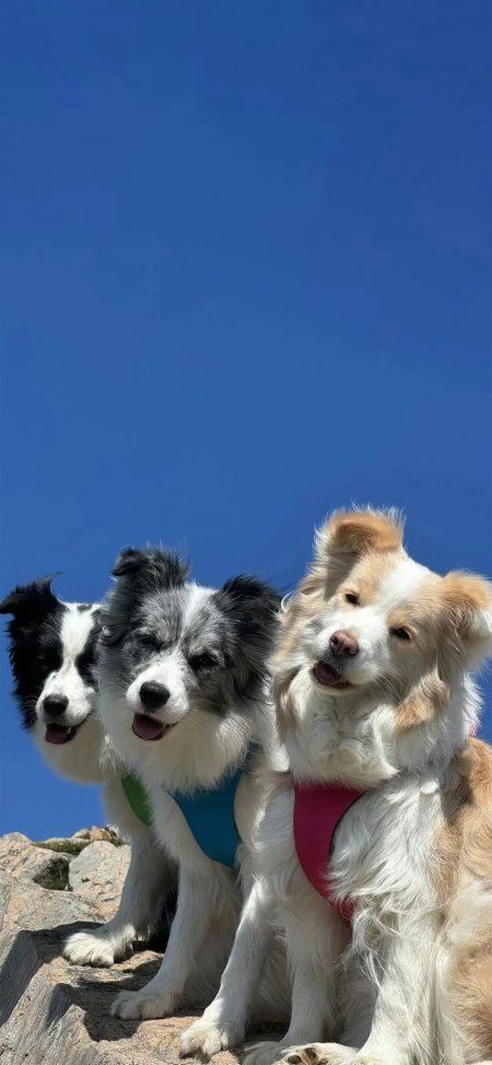 三只边境牧羊犬山顶合影蓝天背景手机壁纸