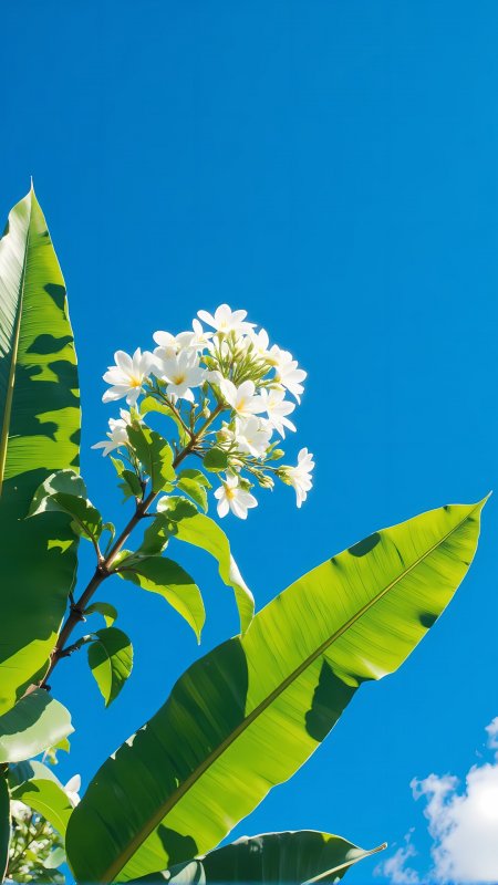 热带白花绿叶蓝天背景手机壁纸