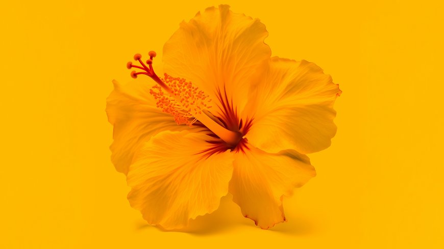 木槿花特写明亮黄色背景自然花卉摄影花卉电脑壁纸