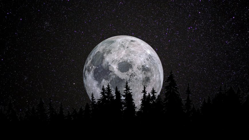 森林剪影仰望巨大满月繁星点缀夜空静谧氛围风景电脑壁纸
