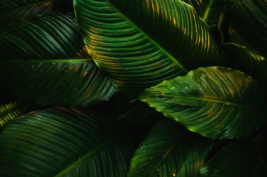热带植物大叶光影交错电脑壁纸