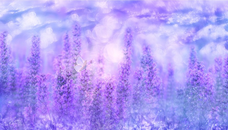 梦幻紫色薰衣草花海蝴蝶停驻创意电脑壁纸